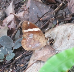 Xanthotaenia busiris