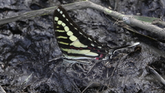 Graphium junodi