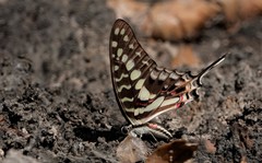 Graphium porthaon