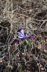 Iris kolpakowskiana
