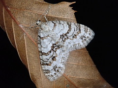 Trichopteryx fastuosa