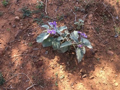 Solanum quadriloculatum