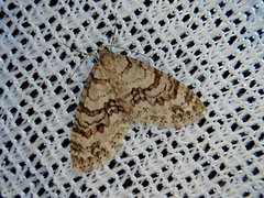 Trichopteryx fastuosa