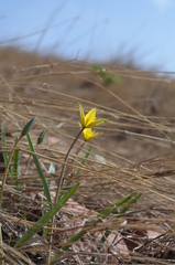 Tulipa dasystemon