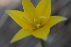 Tulipa dasystemon