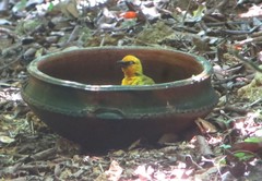 Ploceus ocularis suahelicus