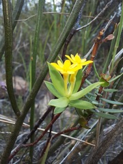 Gnidia styphelioides