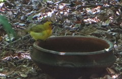 Ploceus ocularis suahelicus