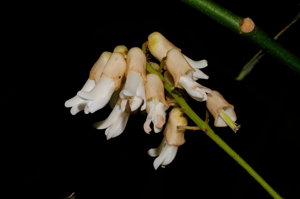 Euchresta formosana (Euchresta formosana)