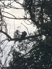 Accipiter nisus