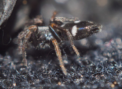 Gnaphosidae