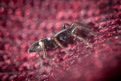 Gnaphosidae