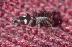 Gnaphosidae