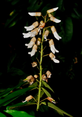 Euchresta formosana