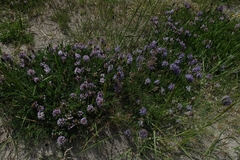 Astragalus tibetanus
