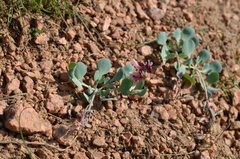 Corydalis ledebouriana