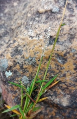 Urochloa serrata