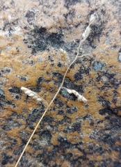 Urochloa serrata