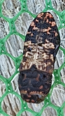 Nothomorpha