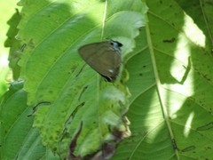 Rapala manea chozeba