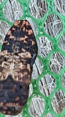 Nothomorpha