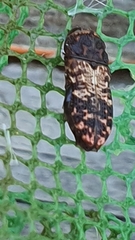 Nothomorpha