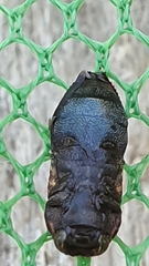 Nothomorpha