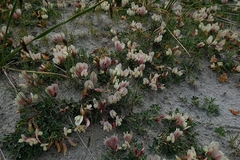 Trifolium eximium