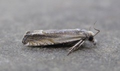 Eucosma kiscana