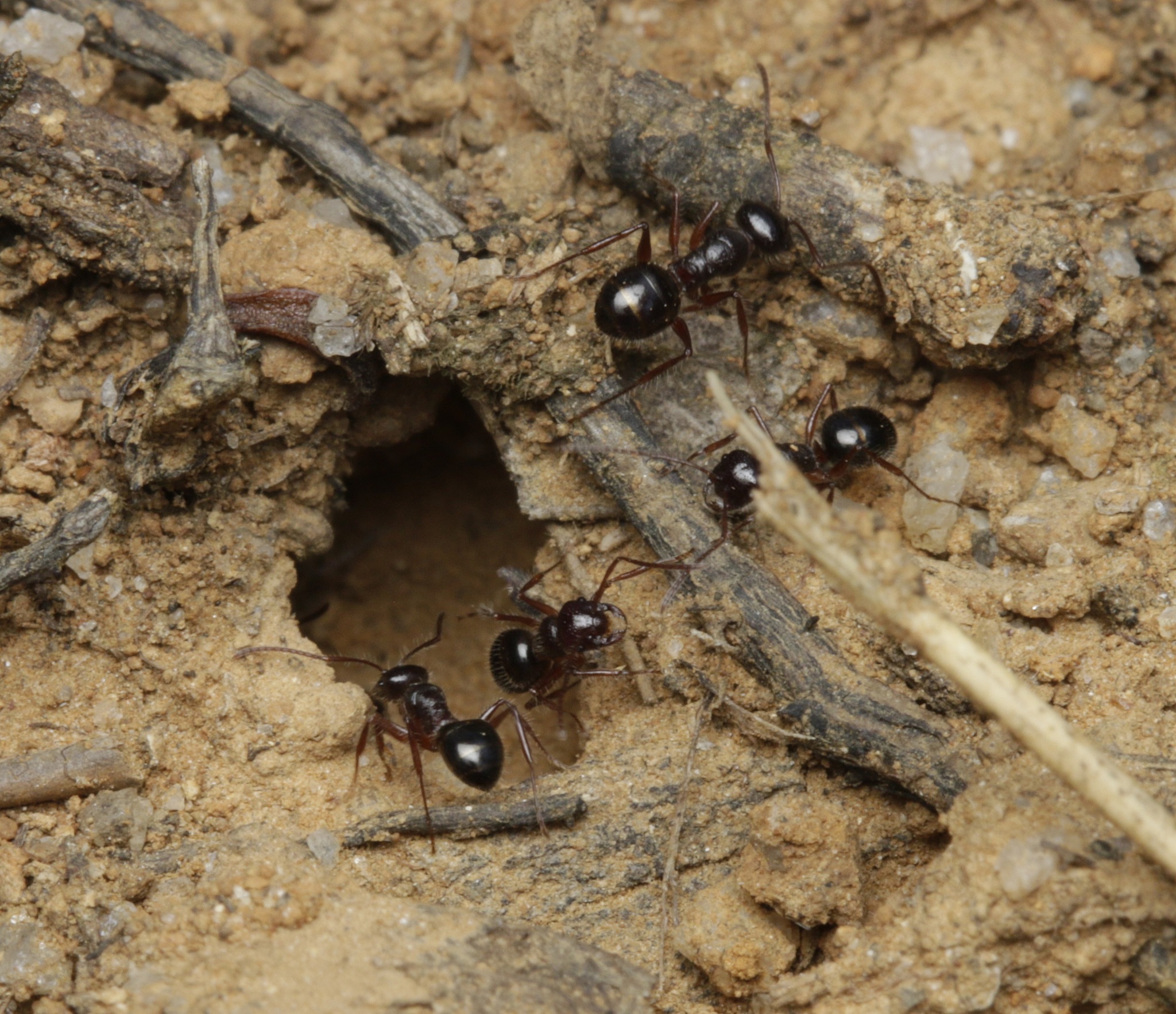 Melophorus hirsutus