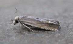 Eucosma kiscana