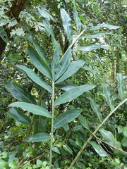 Hedychium spicatum