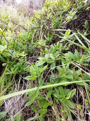 Veronica stricta macroura