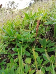 Veronica stricta macroura
