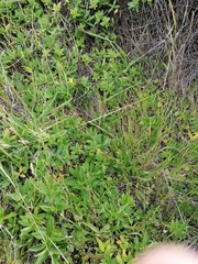 Veronica stricta macroura