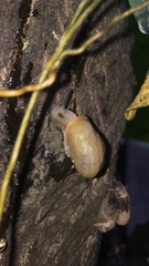 Gastropoda