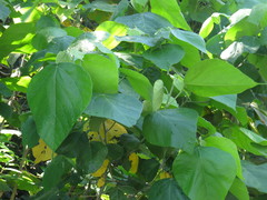 Macaranga involucrata