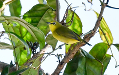 Zosterops senegalensis