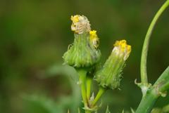 Sonchus asper asper