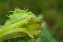 Sonchus asper asper