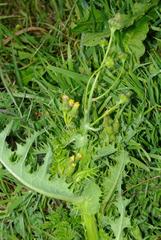 Sonchus asper asper