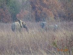 Loxodonta