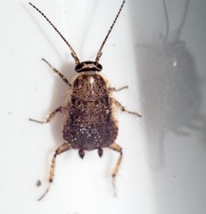 Phyllodromica subaptera