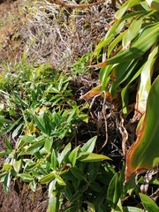 Veronica stricta macroura