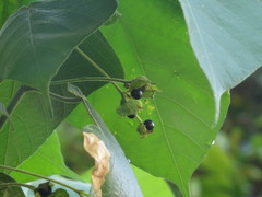 Macaranga involucrata
