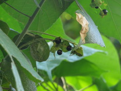Macaranga involucrata