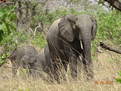 Loxodonta
