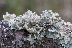 Parmotrema hypoleucinum