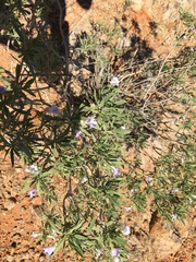 Eremophila freelingii