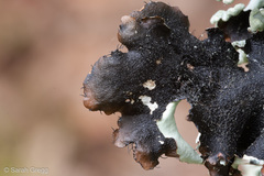 Parmotrema hypoleucinum